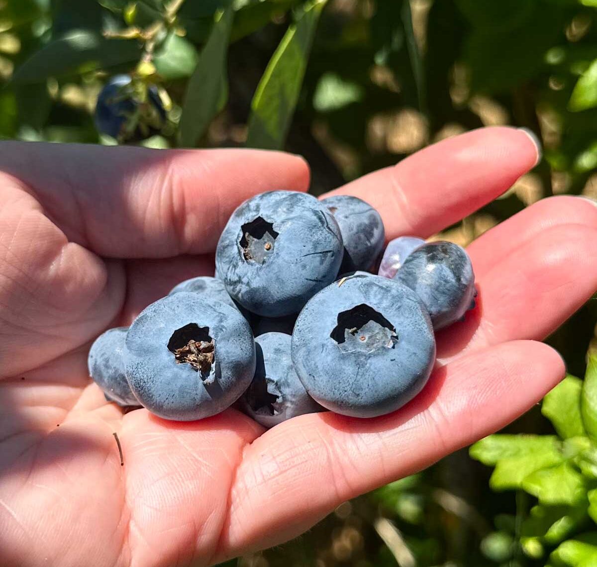 Freshly picked Oregon blueberries held in hand with lush blueberry bush in the background.