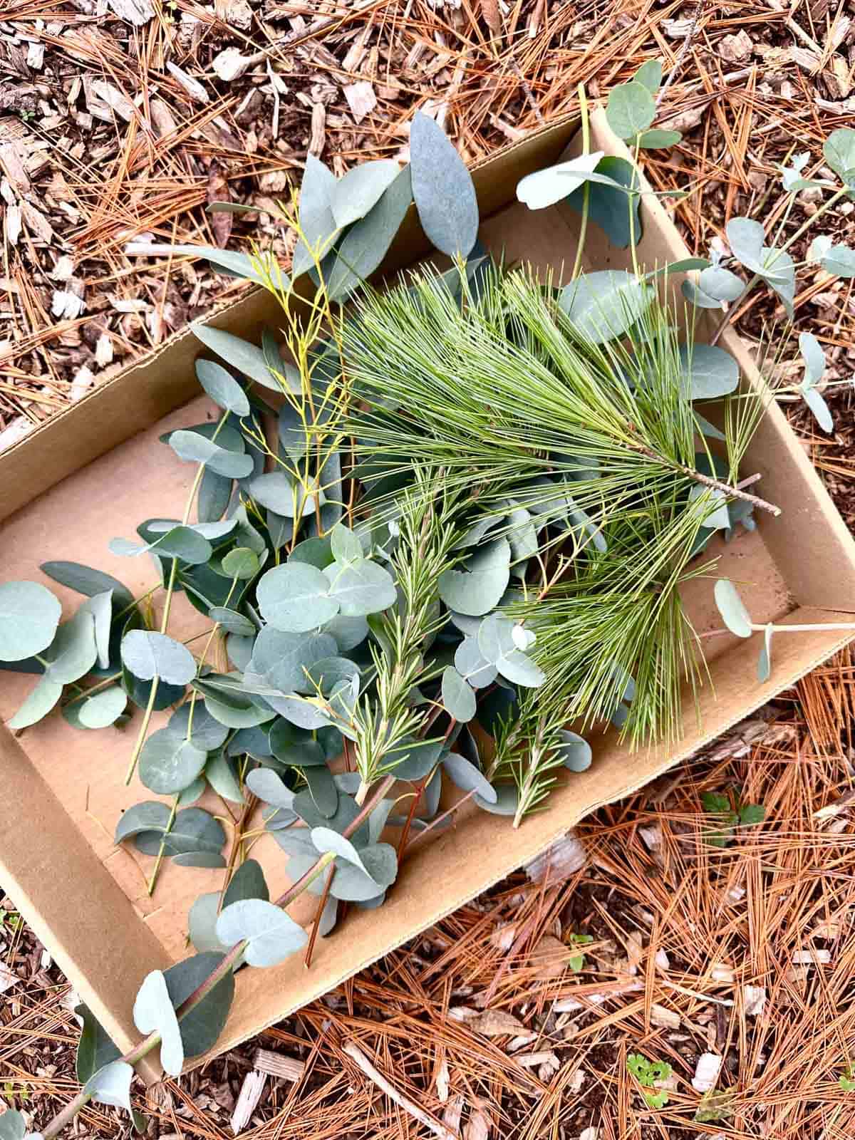 Clippings of Pine and Eucalyptus in a cardboard box for Winter Simmer Pot Jars.